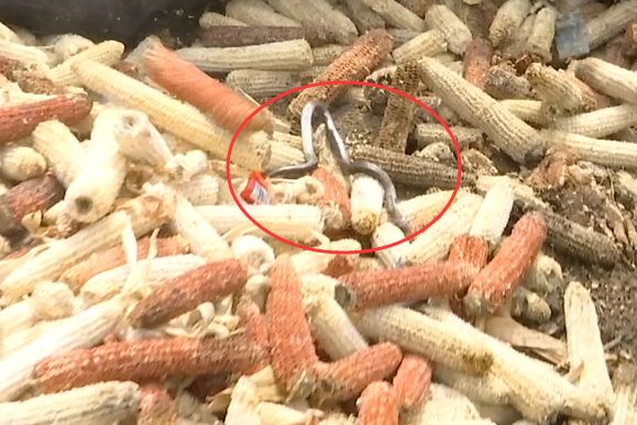 正宗驱鼠粉_驱蛇粉_藏族驱鼠粉有没有毒