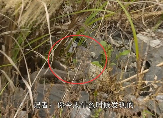 藏族驱鼠粉有没有毒_正宗驱鼠粉_驱蛇粉