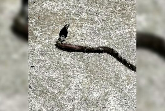 藏族驱鼠粉有没有毒_正宗驱鼠粉_驱蛇粉