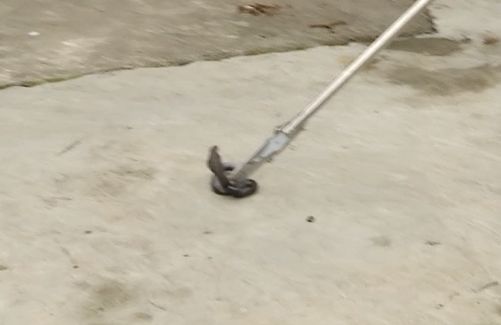 藏族驱鼠粉有没有毒_正宗驱鼠粉_驱蛇粉