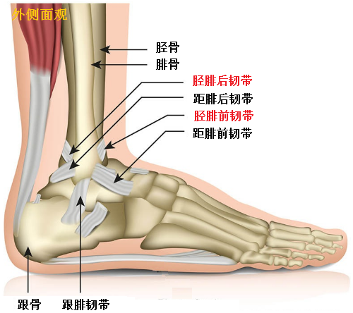 踝关节的位置图图片