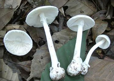 据了解,他们所吃的毒蘑菇是号称广东"头号毒王"的白毒伞,这种致命毒物