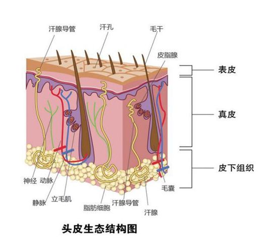 菲妮芙告诉您做头皮护理有用吗 菲妮芙 微信公众号文章阅读 Wemp