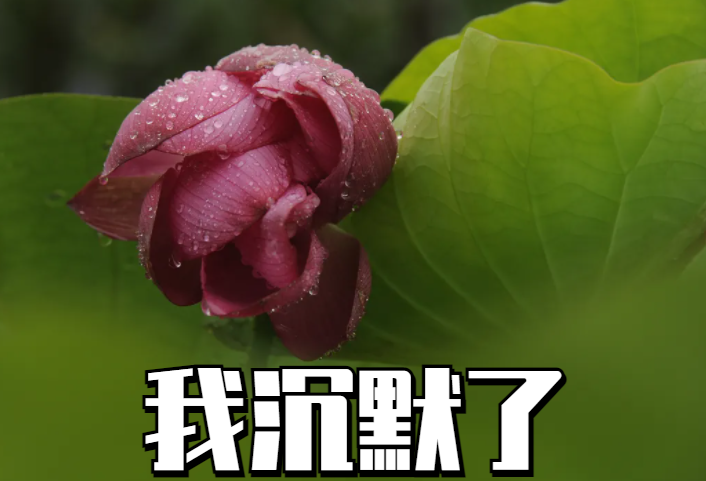 好运莲莲深圳人你的专属夏日表情包来了