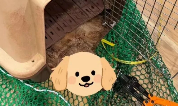 Pet Dog Dies on Korean Air KE868 Guangzhou-Incheon ： Owner Seeks Answers