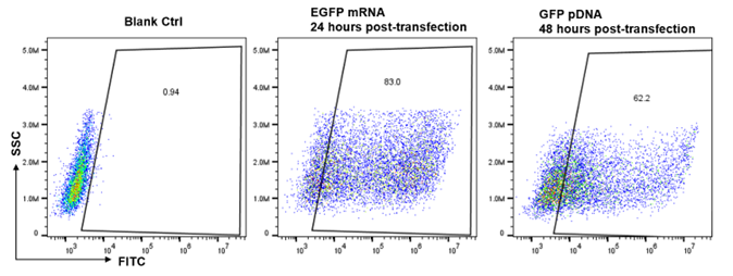 ProteanFect貼壁細胞轉染攻略|LX2轉染操作protocol
