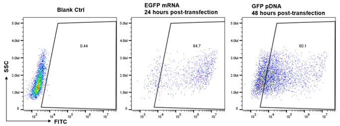ProteanFect貼壁細胞轉染攻略|LX2轉染操作protocol