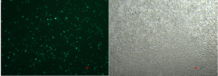 ProteanFect Max-CD34+ HSC（造血干細胞）轉染操作全攻略