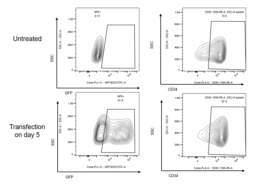 ProteanFect Max-CD34+ HSC（造血干細胞）轉染操作全攻略