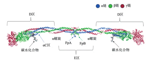 凝血系统分析是什么【健康科普小课堂】凝血 “救命因子” 告急！纤维蛋白原低了，身体要出大问题！_https://www.jmylbn.com_新闻资讯_第2张