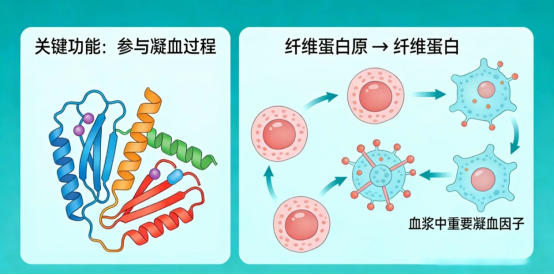凝血系统分析是什么【健康科普小课堂】凝血 “救命因子” 告急！纤维蛋白原低了，身体要出大问题！_https://www.jmylbn.com_新闻资讯_第3张