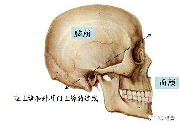 颅骨体表定位图片