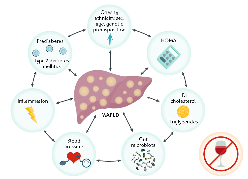 從NAFLD到MAFLD，臨床診治的一大步｜專家視角 健康 第4張