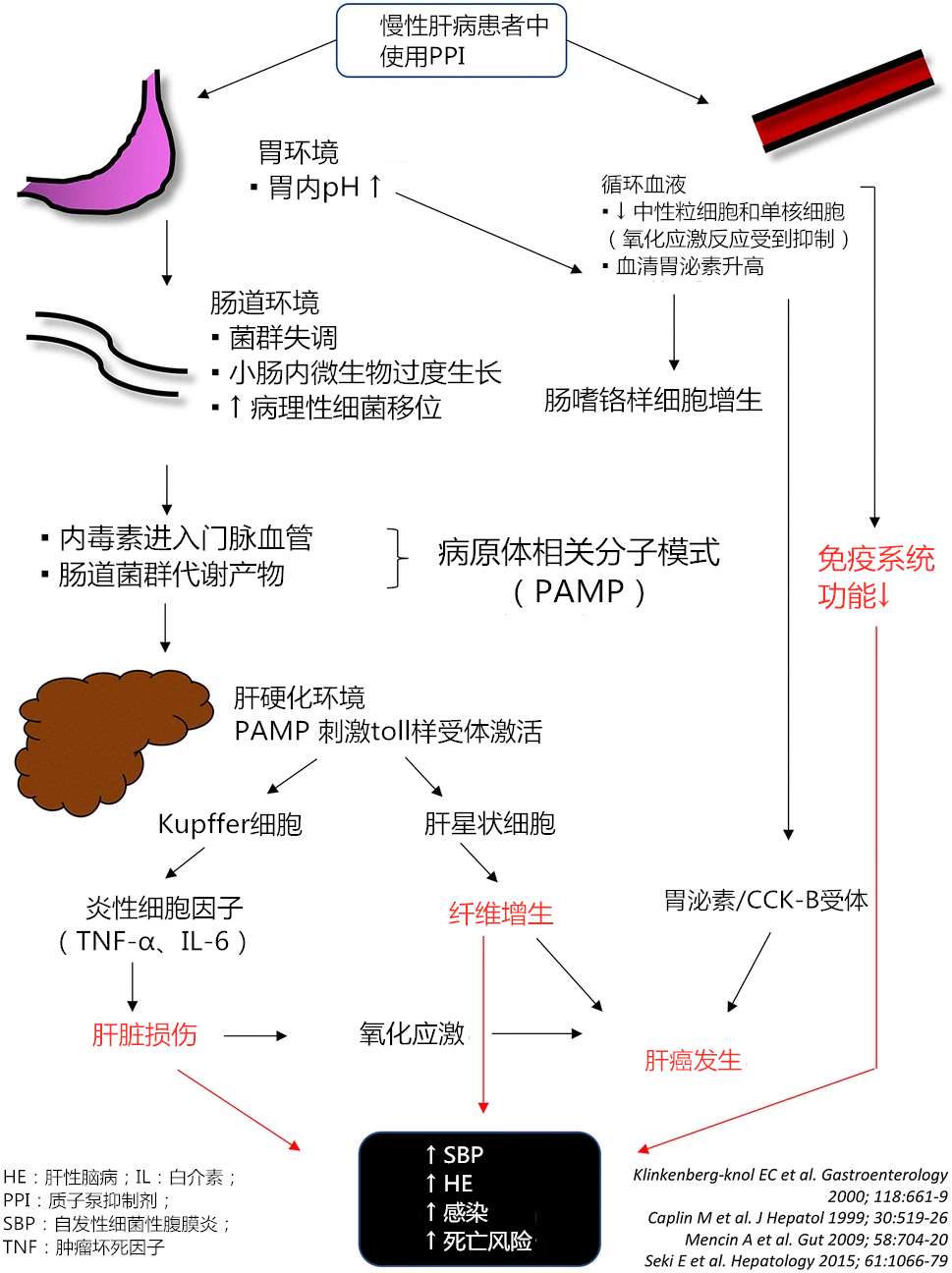 慢性肝病中的質子泵抑制劑（PPI）：「加害者」還是「旁觀者」？｜專家視角 健康 第2張