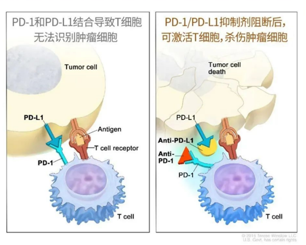 免疫治疗能够持续多久？就算停药，疗效可持续9个月甚至更久！