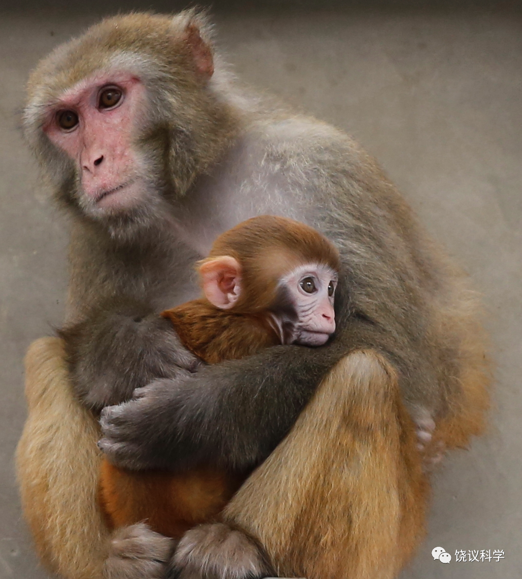 人之初，首爱母”：饶毅实验室揭示从鼠到猴“亲母行为”的分子和细胞机理_ 