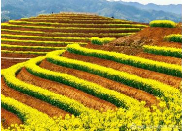 公司在安化的茶田花海、美得让人留连往返（最新3月摄影）