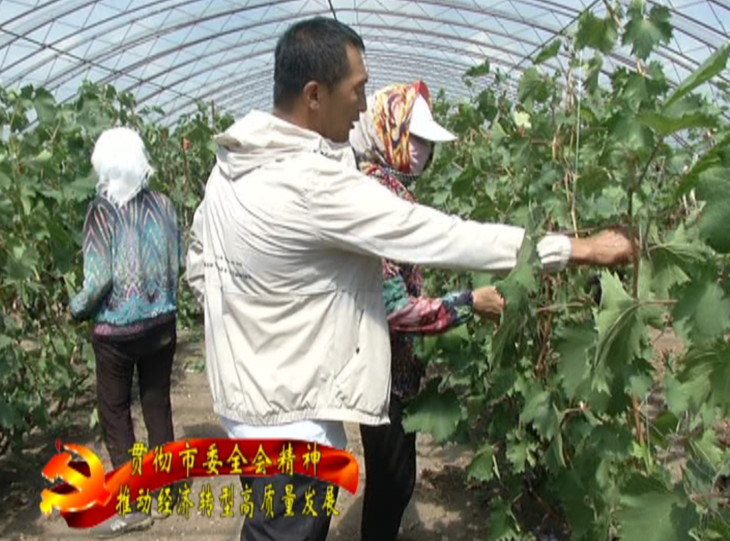 农业致富经_致富农业合作社ppt_致富农业华为眉县那个支付秘抄