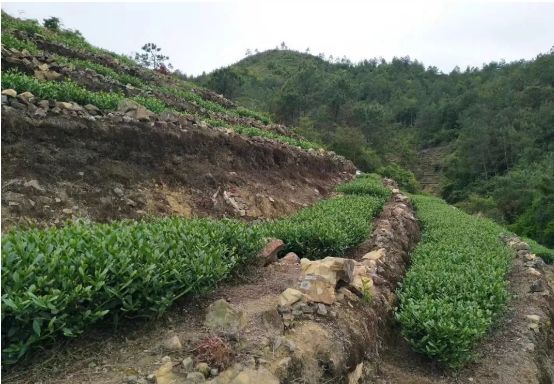 朋友，你可曾到过安溪……