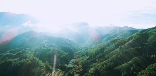 传统铁观音为什么更好喝？