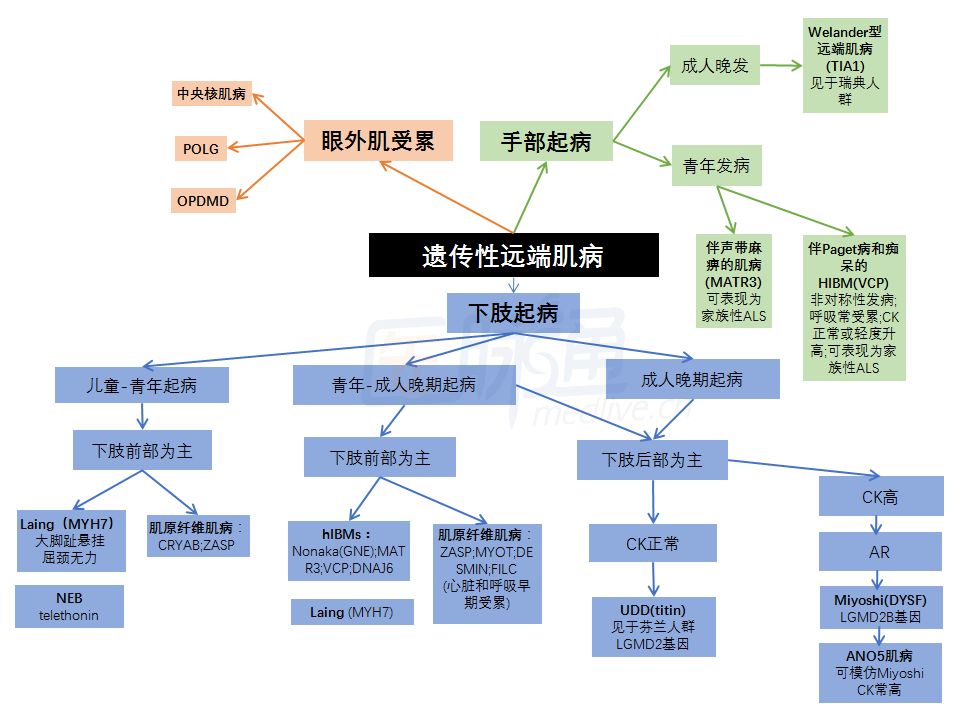 實戰病例+流程圖：教你輕鬆診斷遺傳性遠端肌病 健康 第4張