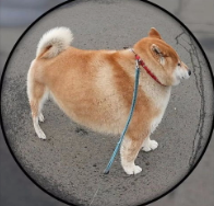 和平精英物理压枪软件_和平精英压枪物理外挂_和平精英物理外设辅助自动压枪