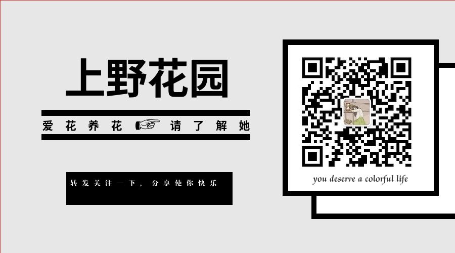 这只编来撩对象的狗尾巴草兔子 上野花艺 微信公众号文章阅读 Wemp