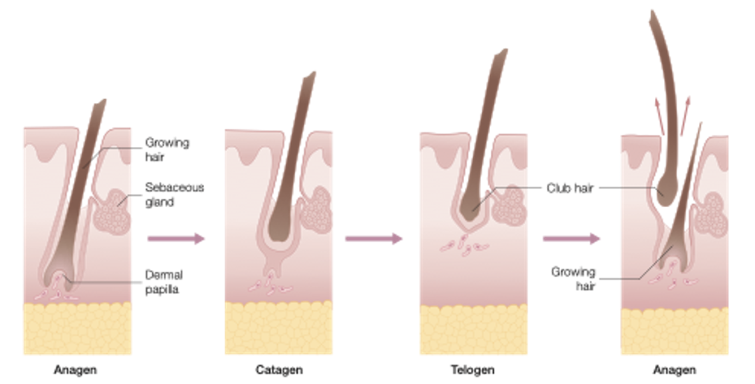 医用脱毛剂是什么腿毛比头发多，怎么办在线等！｜协和八_https://www.jmylbn.com_新闻资讯_第1张