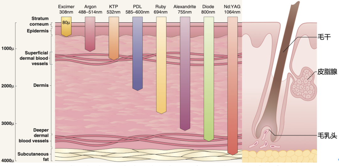 医用脱毛剂是什么腿毛比头发多，怎么办在线等！｜协和八_https://www.jmylbn.com_新闻资讯_第6张