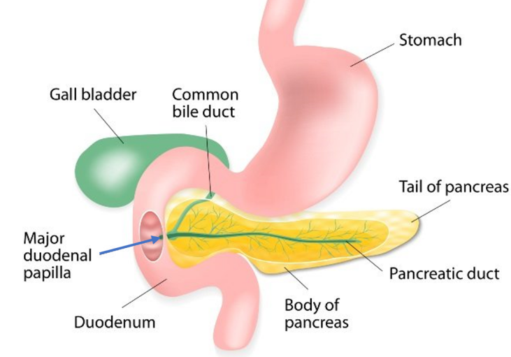 取石球囊怎么取石不开刀就能取胆管结石的方法，你了解吗？ ｜ 一页手册 · 协和八_https://www.jmylbn.com_新闻资讯_第3张