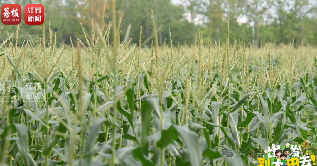 草地上的植物

描述已自动生成