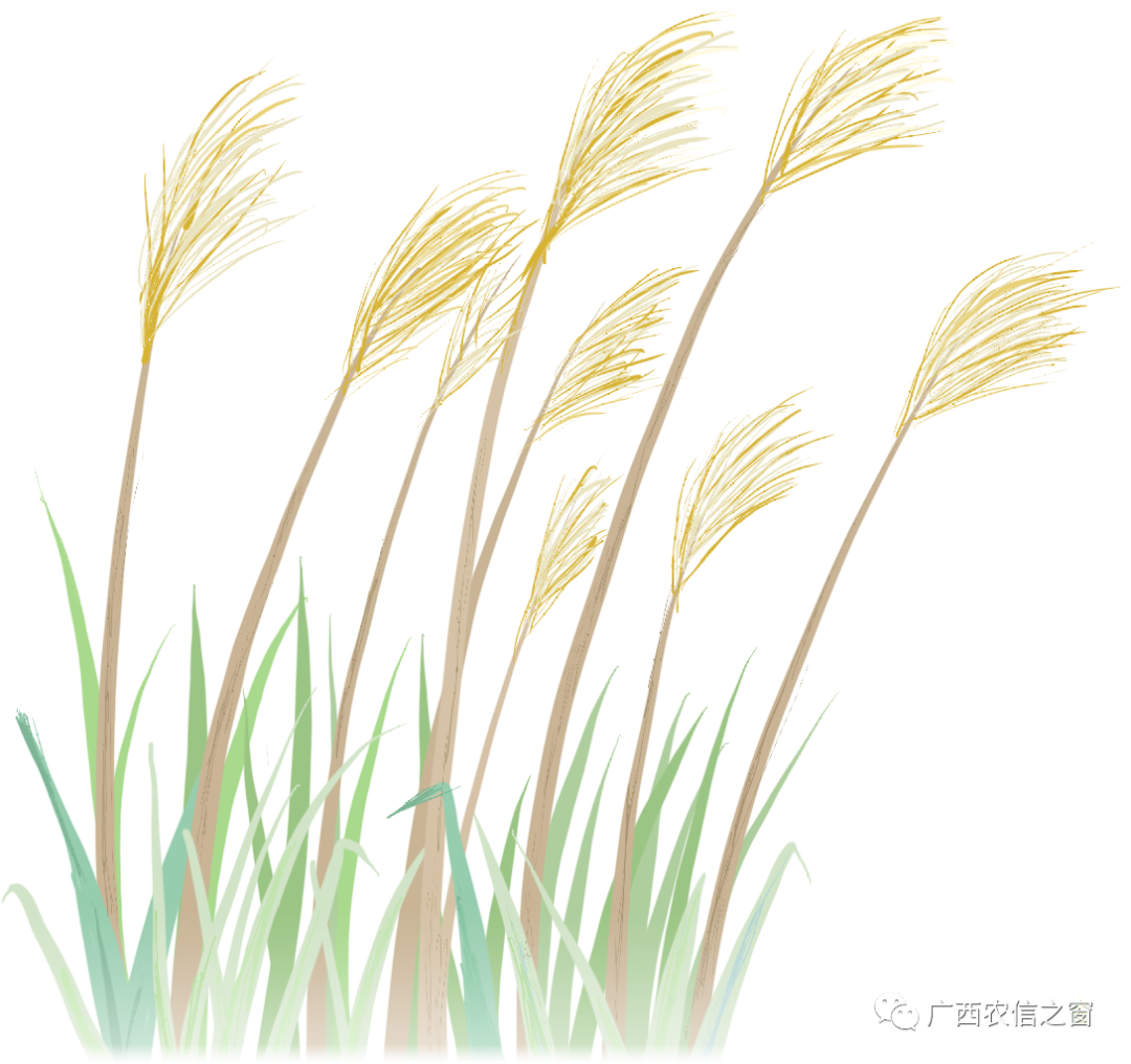 广西农信官网网址_广西农信社官网_广西农村信用社网页