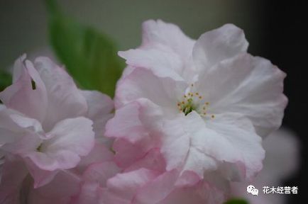 八重曙樱花 花木经营者 微信公众号文章阅读 Wemp