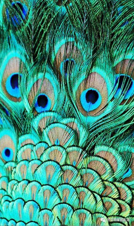 新品预览 如梦绽放的孔雀系列