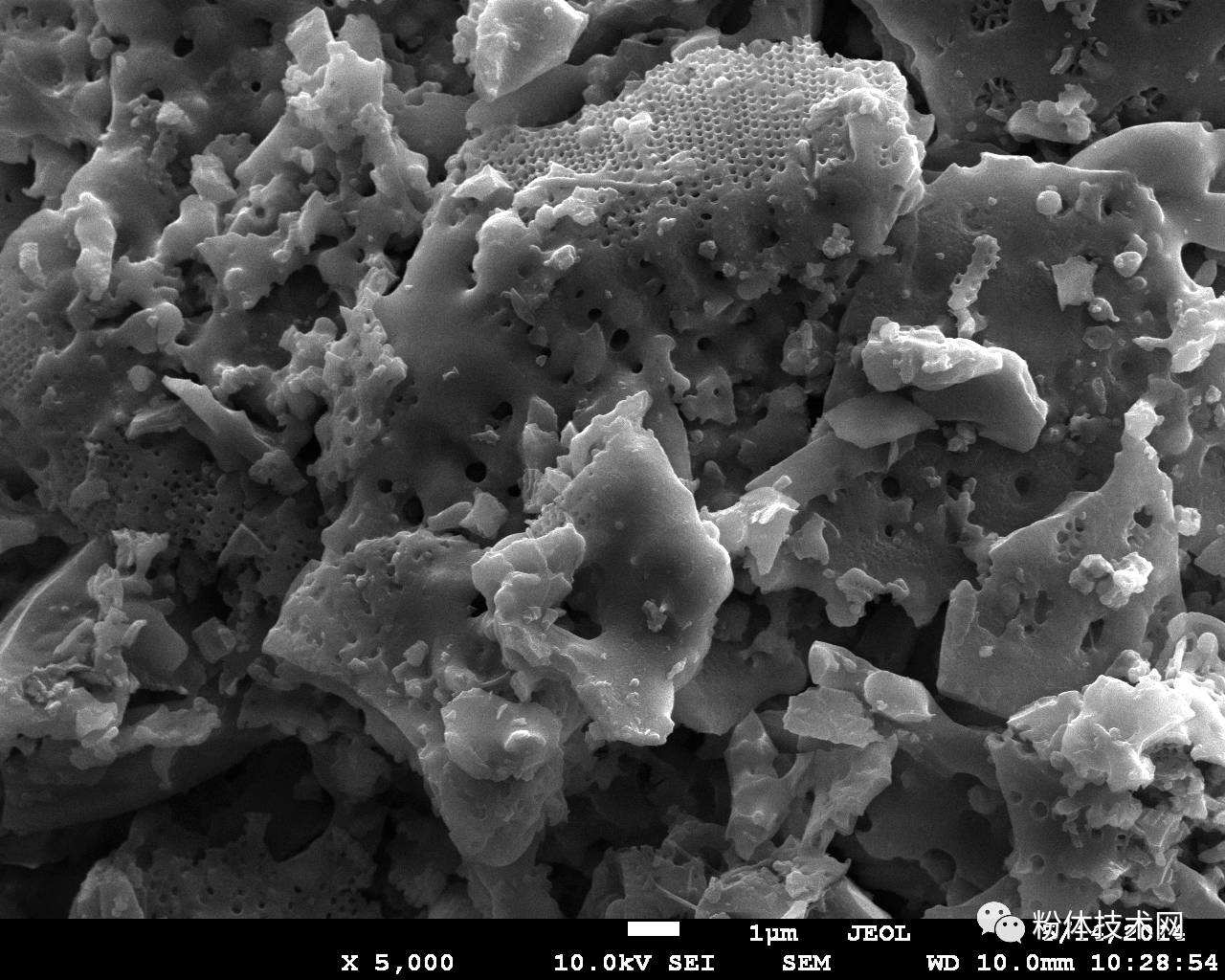 硅藻土SEM图片