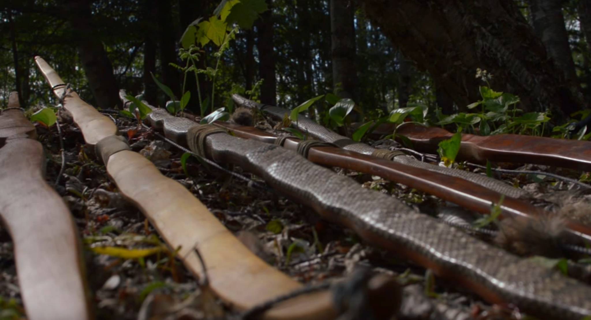 这种诡异的植物跟弓有什么关系