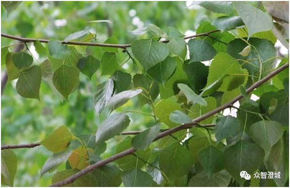 有人在江阴城区绿化林带内大量放蜂 居然说是护林