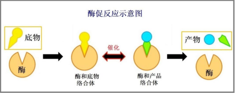 医用酶清洗剂有什么医疗器械再处理神助攻——清洗剂_https://www.jmylbn.com_新闻资讯_第3张