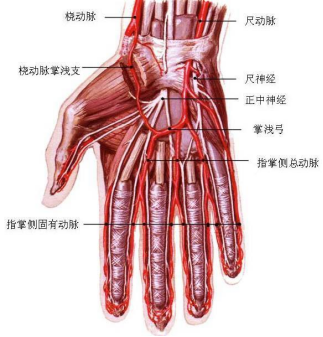 桡动脉鞘怎么读浅谈经皮桡动脉介入穿刺术的相关管理_https://www.jmylbn.com_新闻资讯_第1张