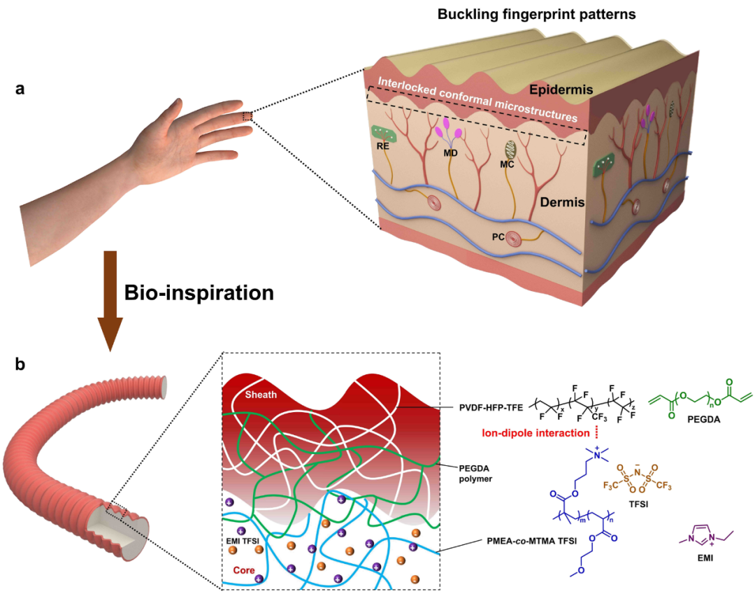 东华大学武培怡/孙胜童团队《Mater. Horiz.》：受指纹结构启发构筑超高应变感知褶皱型离子导电芯鞘纤维的图1