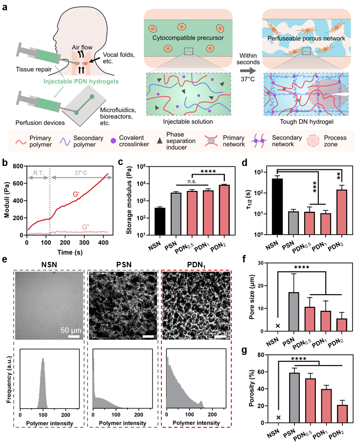 麥吉爾大學李劍宇和Luc Mongeau團隊Adv. Sci.：能承受百萬次高頻力學加載、細胞兼容、可注射的多孔雙網絡水凝膠的圖1