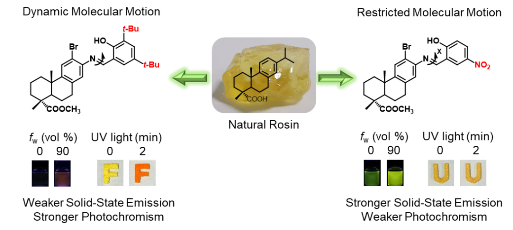 南林蔡旭敏副教授和唐本忠院士、趙征教授合作NC：松香基BioAIEgen：固態下分子運動如何影響光物理過程？的圖1