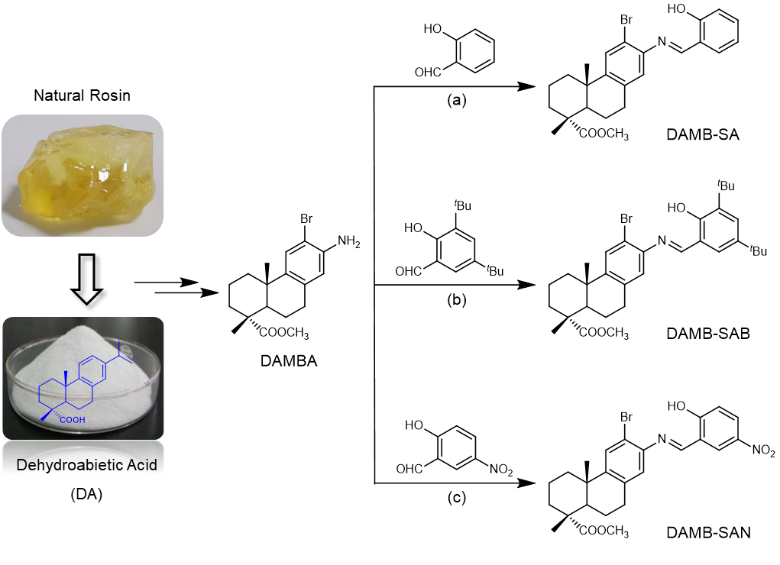 南林蔡旭敏副教授和唐本忠院士、趙征教授合作NC：松香基BioAIEgen：固態下分子運動如何影響光物理過程？的圖2