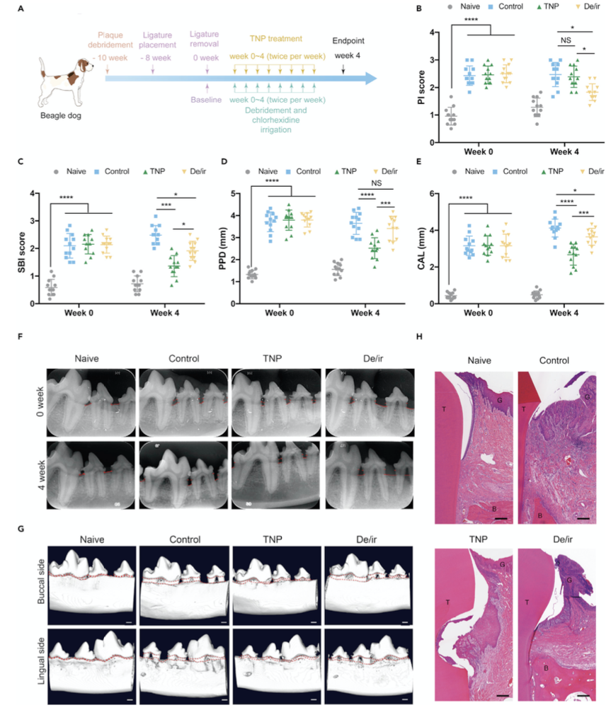 上海交大刘尽尧/陆尔奕/哈佛大学陶伟等人《Matter》：基于仿生纳米调节性T细胞的免疫调控策略的图3