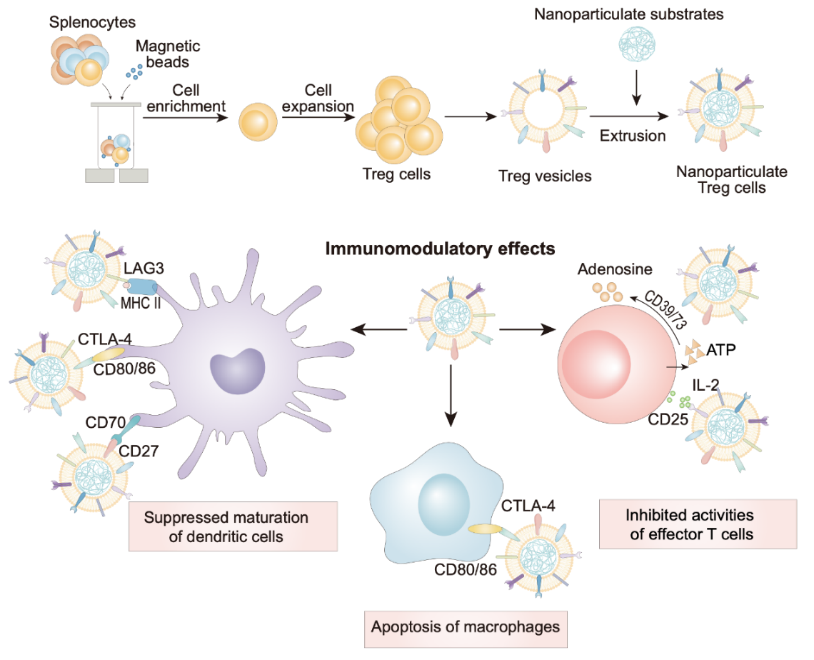 上海交大刘尽尧/陆尔奕/哈佛大学陶伟等人《Matter》：基于仿生纳米调节性T细胞的免疫调控策略的图2