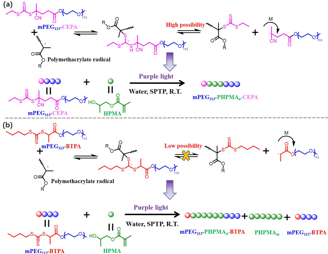 廣東工業大學譚劍波-張力課題組《Macromolecules》：基于弱RAFT聚合調控性的非均相RAFT聚合的圖1