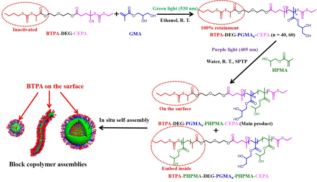 廣東工業大學譚劍波-張力課題組《Macromolecules》：基于弱RAFT聚合調控性的非均相RAFT聚合的圖4