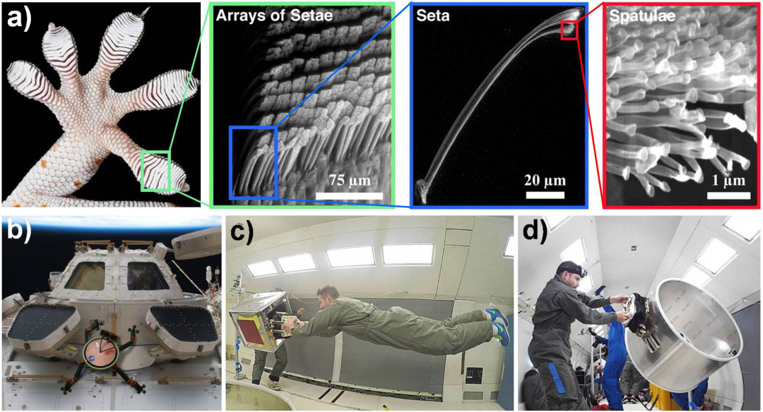 四川大學鄒華維教授團隊《AFM》：空間極端環境用仿生可逆粘附材料的圖1