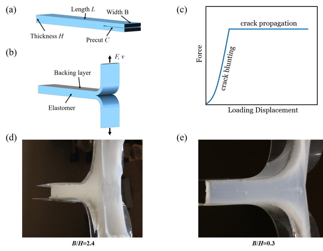 哈佛大学锁志刚院士课题组：宽度和厚度依赖的软材料断裂韧性的图1