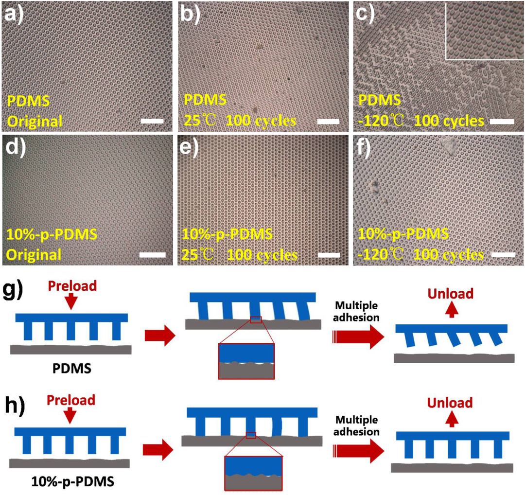 四川大學鄒華維教授團隊《AFM》：空間極端環境用仿生可逆粘附材料的圖5